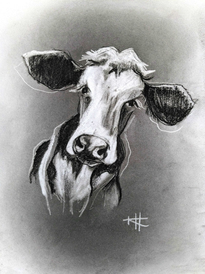 HAR001, Curious cow